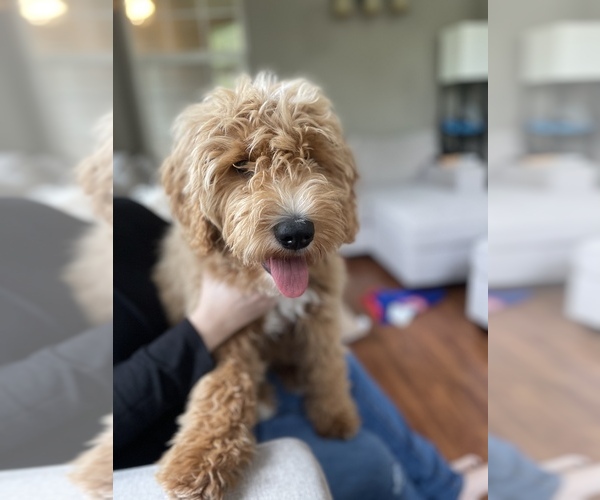 Medium Photo #3 Goldendoodle Puppy For Sale in WINCHESTER, OR, USA