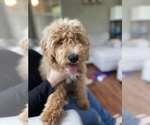 Small Photo #3 Goldendoodle Puppy For Sale in WINCHESTER, OR, USA