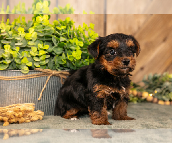 Medium Photo #3 Yorkshire Terrier Puppy For Sale in GREENWICH, OH, USA