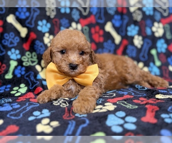 Medium Photo #8 Cavapoo (Miniature) Puppy For Sale in LAKELAND, FL, USA