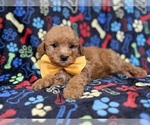Small #7 Cavapoo (Miniature)