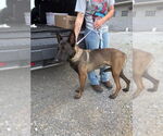 Small #2 Mutt