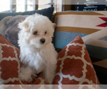 Puppy Mustang Maltese