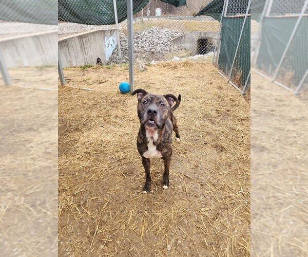 Medium Photo #4 Boxer-Unknown Mix Puppy For Sale in Evansville, IN, USA