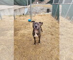Small Photo #4 Boxer-Unknown Mix Puppy For Sale in Evansville, IN, USA