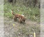 Small Mutt