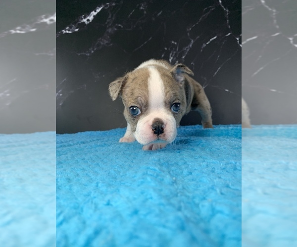 Medium Photo #15 Boston Terrier Puppy For Sale in TULARE, CA, USA