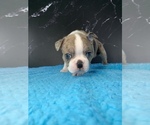 Small #14 Boston Terrier