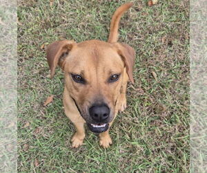 Black Mouth Cur-Unknown Mix Dogs for adoption in Anniston, AL, USA