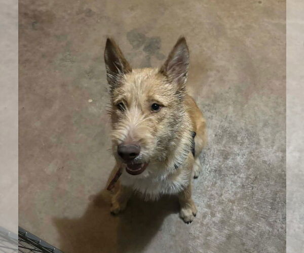 Medium Photo #4 Mutt Puppy For Sale in Grafton, WI, USA