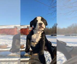 Bullypit Puppy for sale in CARLETON, MI, USA