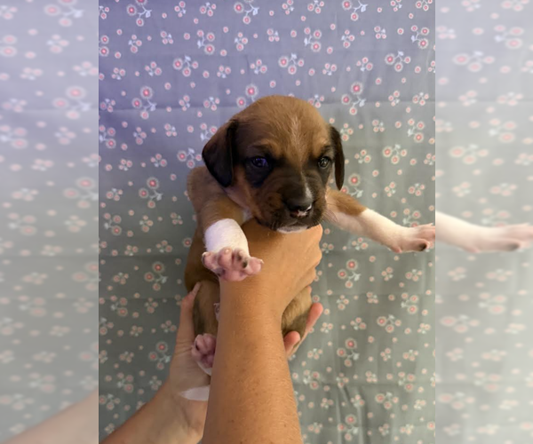 Medium Photo #3 Mutt Puppy For Sale in Rockville, MD, USA