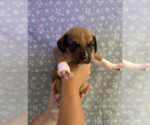 Small #2 Mutt