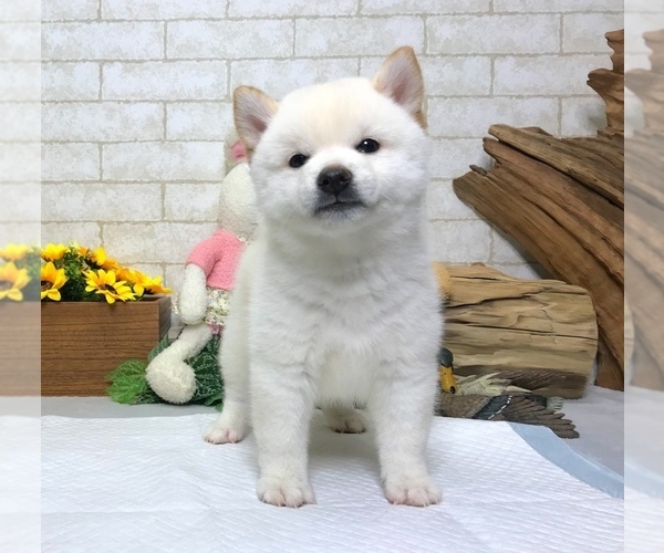Medium Photo #7 Shiba Inu Puppy For Sale in WASHINGTON, DC, USA