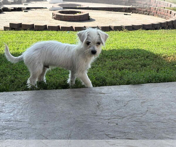 Medium Photo #2 Chihuahua-Unknown Mix Puppy For Sale in Coralville, IA, USA