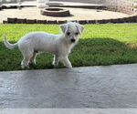Small #1 Chihuahua Mix