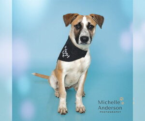 Black Mouth Cur-Unknown Mix Dogs for adoption in Corona, CA, USA