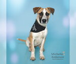 Small Black Mouth Cur Mix