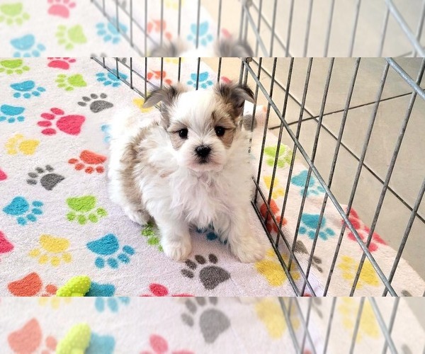 Medium Photo #14 Papitese Puppy For Sale in ORO VALLEY, AZ, USA