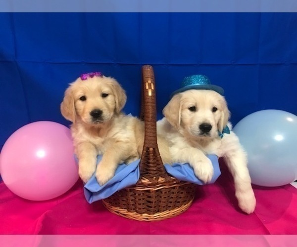 Medium Photo #1 Golden Retriever Puppy For Sale in WEBSTER CITY, IA, USA