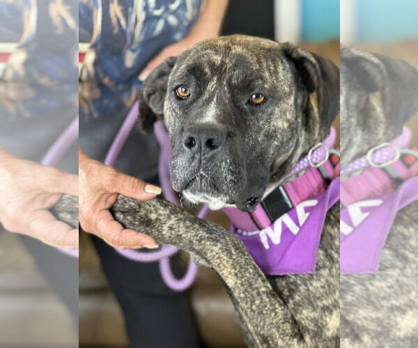 Medium Photo #2 Mastiff-Unknown Mix Puppy For Sale in Goodyear, AZ, USA