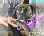 Small #1 Mastiff Mix