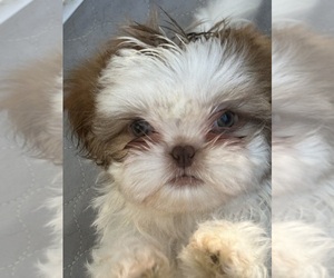 Shih Tzu Puppy for sale in AUSTIN, TX, USA