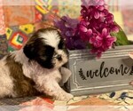 Small Photo #2 Shih Tzu Puppy For Sale in PARIS, TX, USA