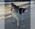 Small #7 Rat Terrier