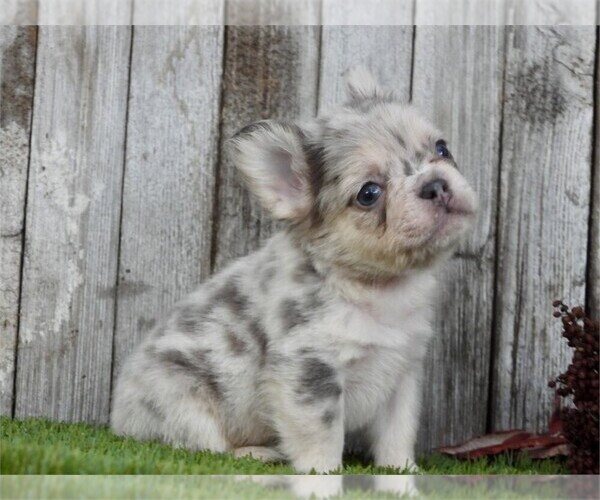 Medium Photo #5 French Bulldog Puppy For Sale in DACULA, GA, USA