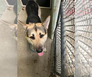 German Shepherd Dog-Unknown Mix Dogs for adoption in Stockton, CA, USA