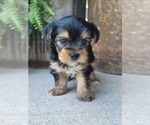 Small Photo #18 Yorkshire Terrier Puppy For Sale in MANES, MO, USA