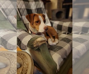 Boxer Dogs for adoption in Poplar Bluff, MO, USA