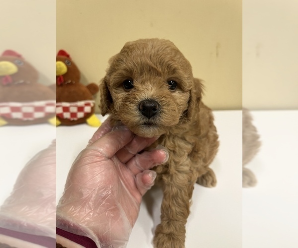 Medium Photo #4 Bichpoo Puppy For Sale in ROSEMEAD, CA, USA