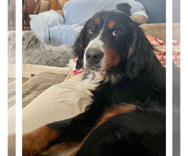 Medium Photo #4 Bernese Mountain Dog Puppy For Sale in Canton, CT, USA