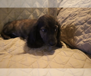 Dachshund Puppy for Sale in MARATHON, New York USA