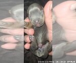 Small Photo #374 Yorkshire Terrier Puppy For Sale in AKRON, OH, USA