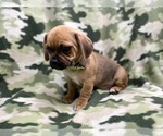 Small #16 Puggle