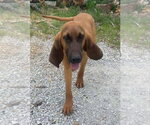 Small Bloodhound Mix