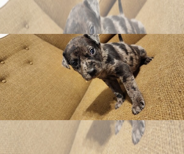 Medium Photo #18 Catahoula Leopard Dog-Rottweiler Mix Puppy For Sale in BRADFORD, NY, USA