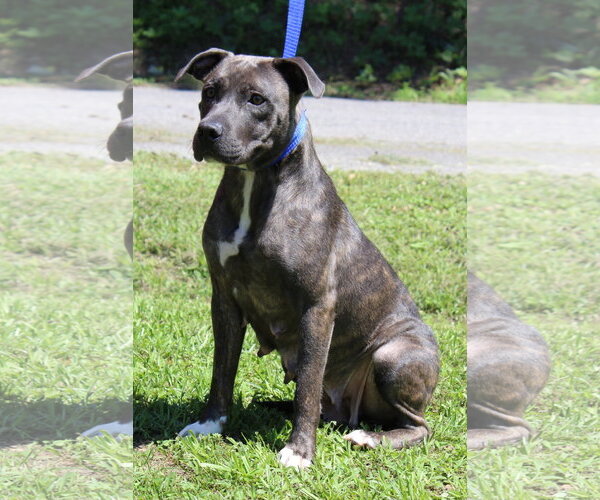 Medium Photo #3 Mutt Puppy For Sale in Prattville, AL, USA
