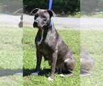 Small #2 Mutt