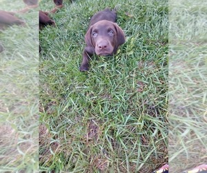 Labrador Retriever Puppy for Sale in LAKELAND, Florida USA