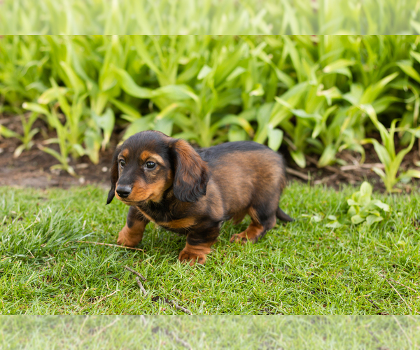 Medium Photo #3 Dachshund Puppy For Sale in WAKARUSA, IN, USA