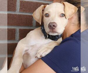 Koda - Male Labrador Retriever-Unknown Mix Dog for Adoption - Photo #5