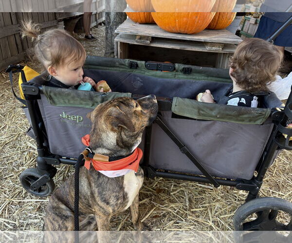 Medium Photo #9 Staffordshire Bull Terrier-Unknown Mix Puppy For Sale in Holly Springs, NC, USA