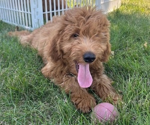 Goldendoodle (Miniature) Puppy for sale in HULL, IA, USA