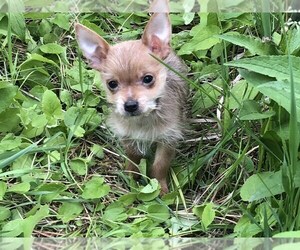 Chihuahua Puppy for sale in COLVILLE, WA, USA