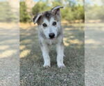 Small #5 German Shepherd Dog Mix