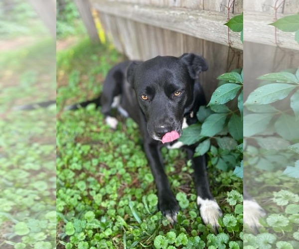 Medium Photo #4 Labrador Retriever-Unknown Mix Puppy For Sale in Hinton, WV, USA
